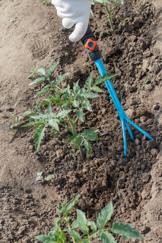 Farmer is loosening soil around the tomato bushes using hand garden rake