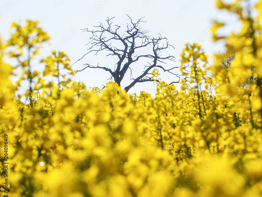 Bright yellow oilseed rape meadow and old tree in the springtime in Herefordshire, England Bright yellow oilseed rape meadow and old tree in the springtime in Herefordshire, England
