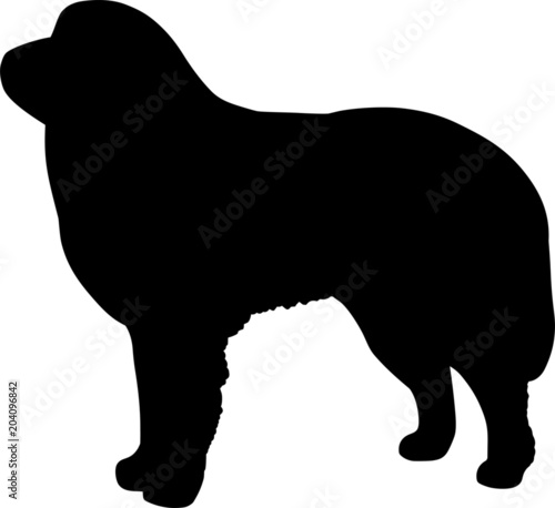 Great Pyrenees Dog