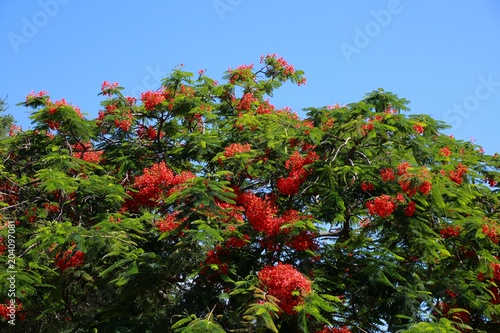 Royal Poincianas on a Tree in the Summer Sun under Clear Blue Sky in Florida photo