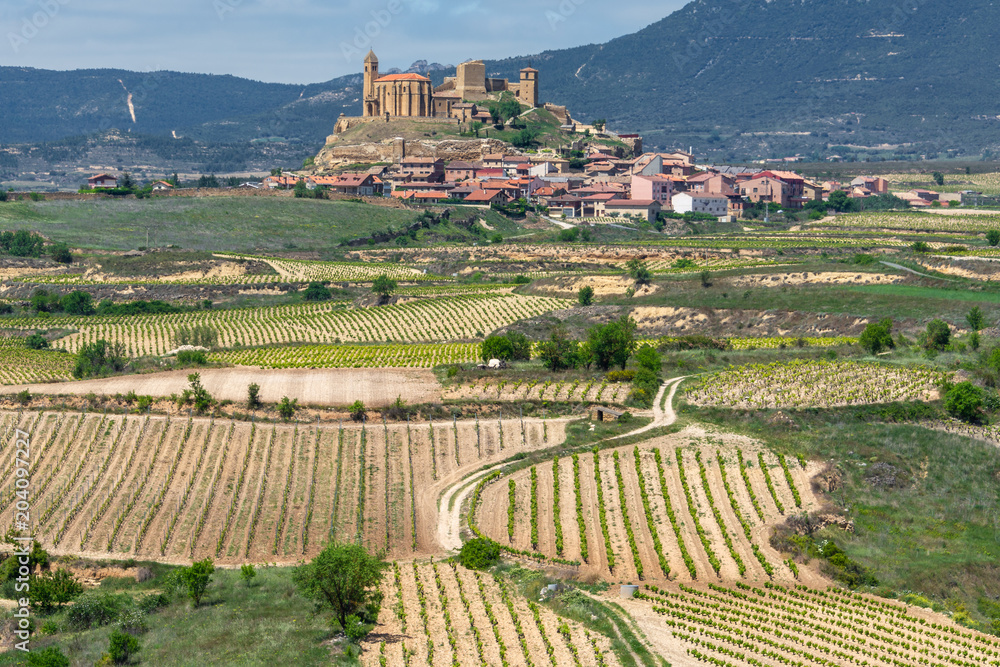 Vineyard, San Vicente de la Sonsierra as background, La Rioja, Spain