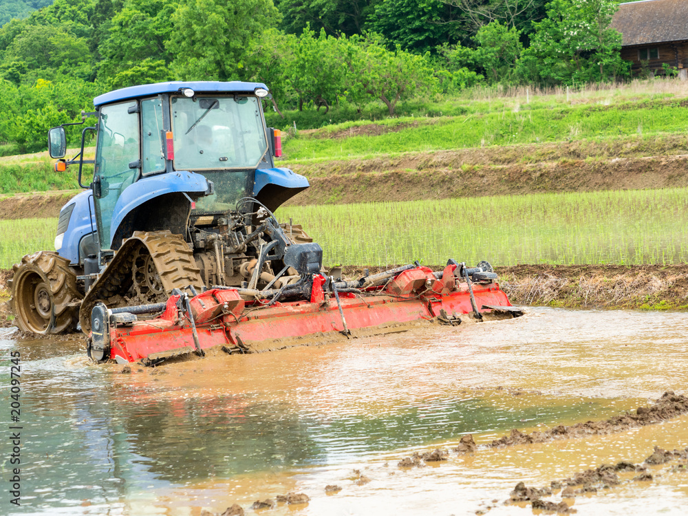 Obraz premium Rice paddy puddling