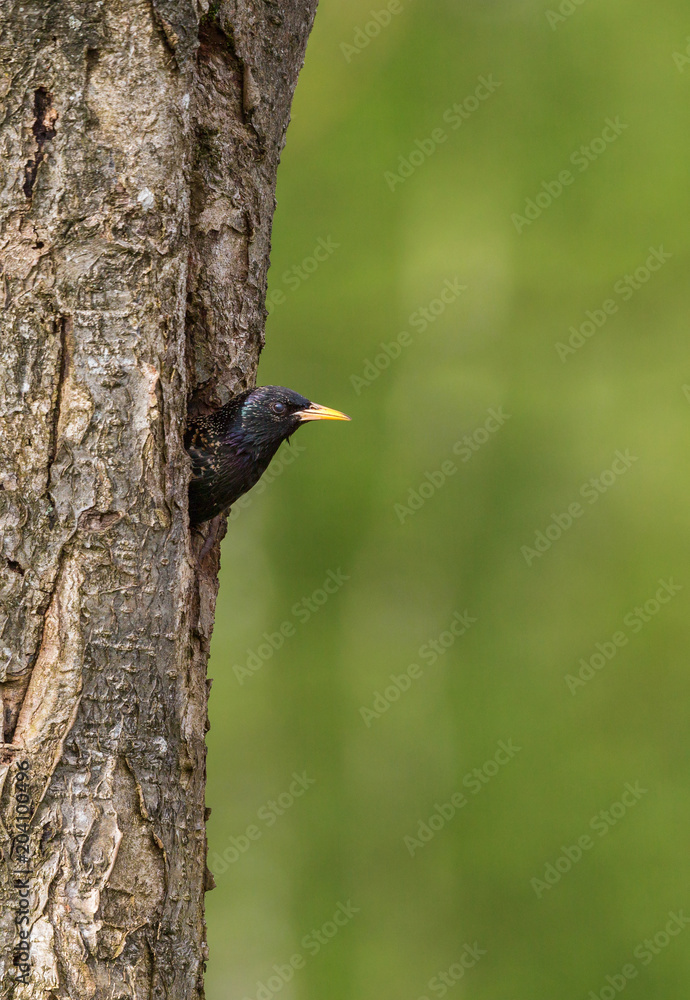 Fototapeta premium Starling in a nesting hole