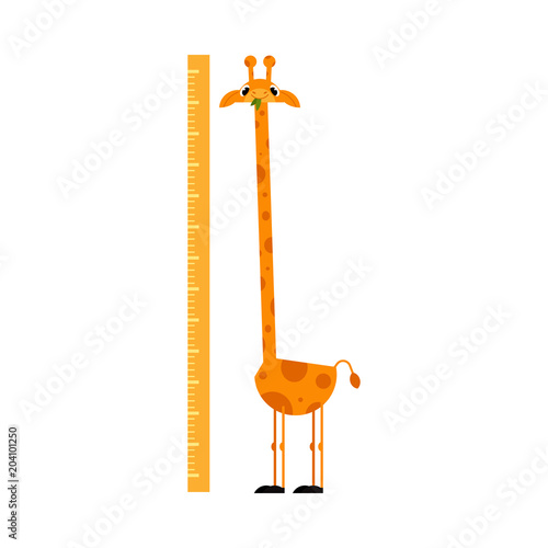 Funny giraffe cartoon character with long neck standing next to scale isolated on white background - wall height meter with cute smiling african animal. Flat vector illustration.