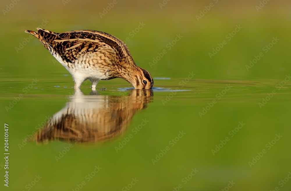 Common Snipe - Gallinago gallinago wader feeding in the green water, lake Common Snipe - Gallinago gallinago wader feeding in the green water, lake