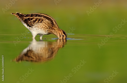Common Snipe - Gallinago gallinago wader feeding in the green water, lake