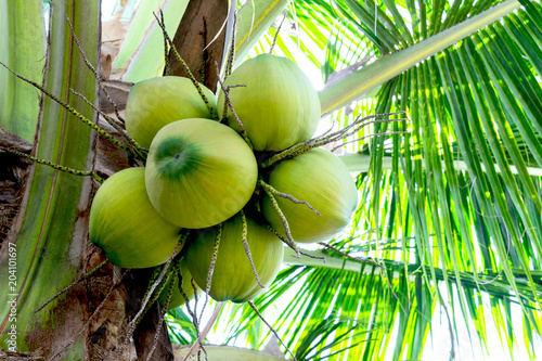 The coconut on a tree to make a drink or coconut milk industry.