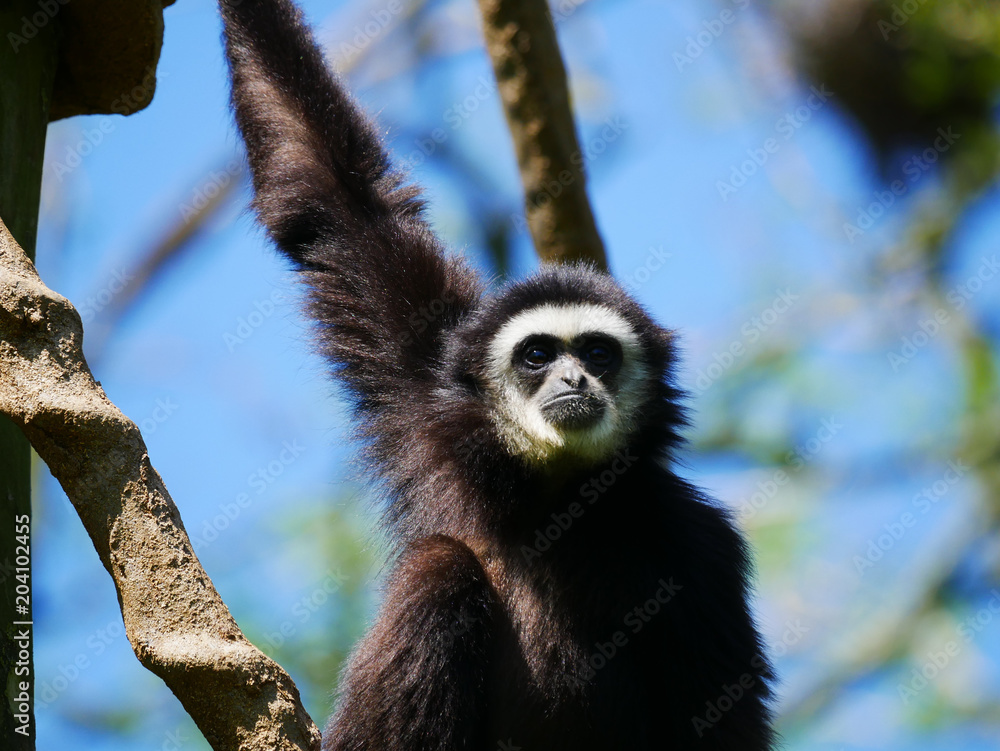 Obraz premium Atèle 