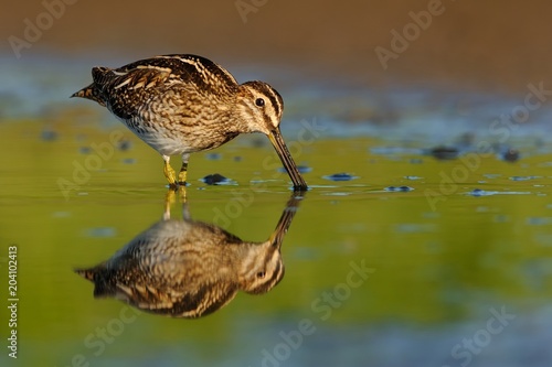 Canvas Print Common Snipe - Gallinago gallinago wader feeding in the green water, lake