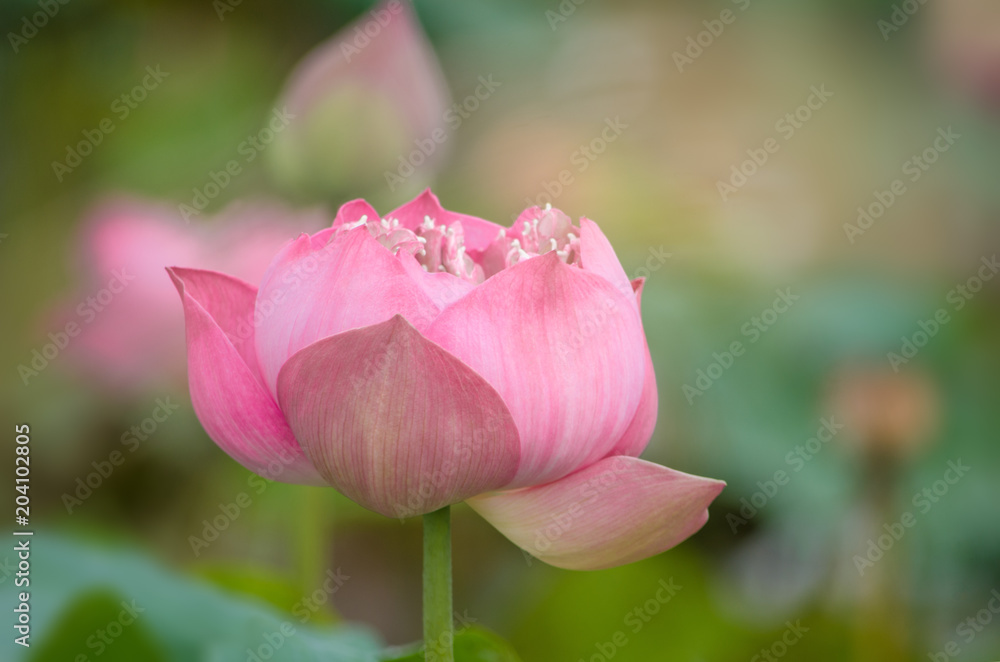 Pink Lotus Flower Queen of the Tropical.