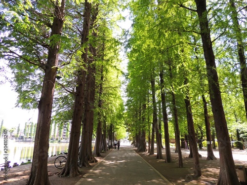別所沼公園の木々と並木道