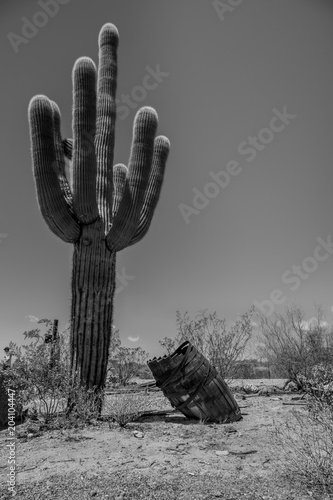 Saguaro  cactus 