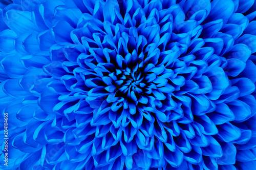 Fototapeta Naklejka Na Ścianę i Meble -  Chrysanthemum blue closeup. Macro. It can be used in website design and printing. Also good for designers.