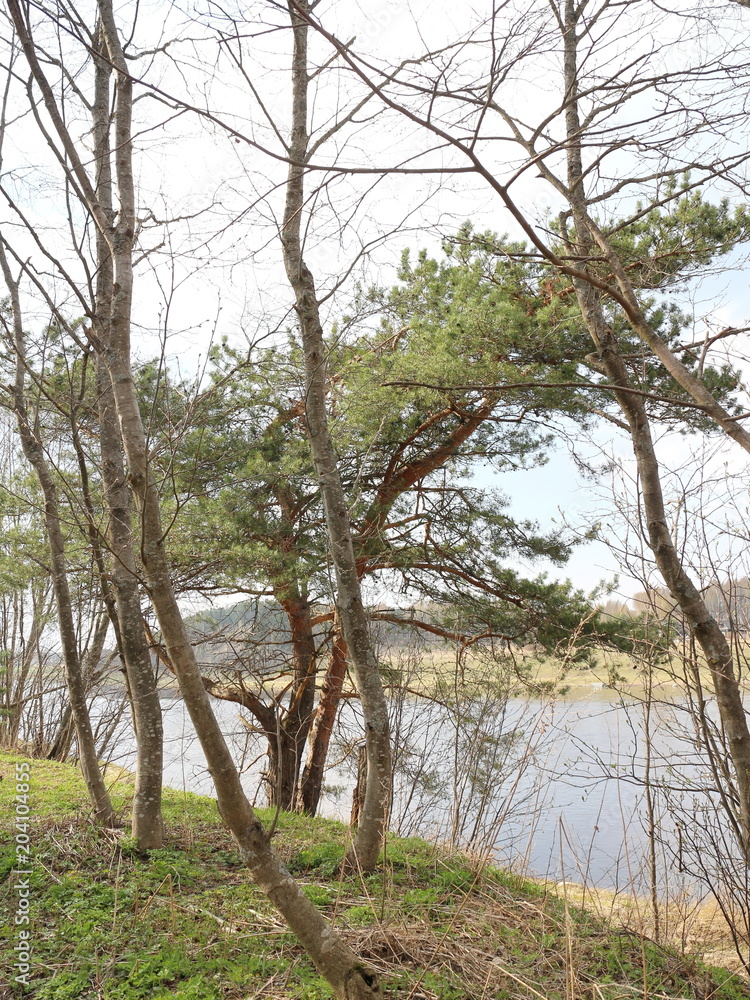pine on the river bank pine on the river bank