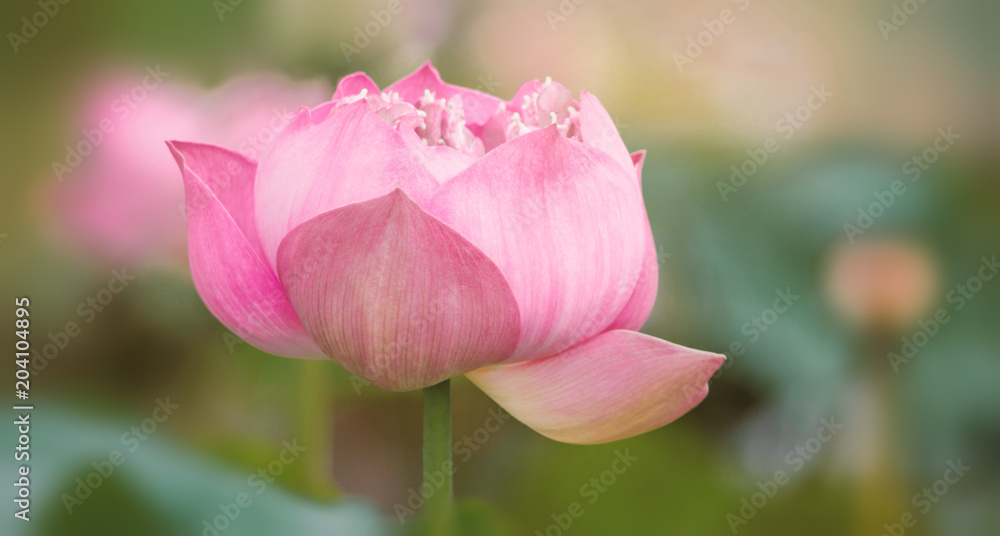 Pink Lotus Flower Queen of the Tropical.lotus flower in the garden.waterlily on lake.lotus flower blossom.