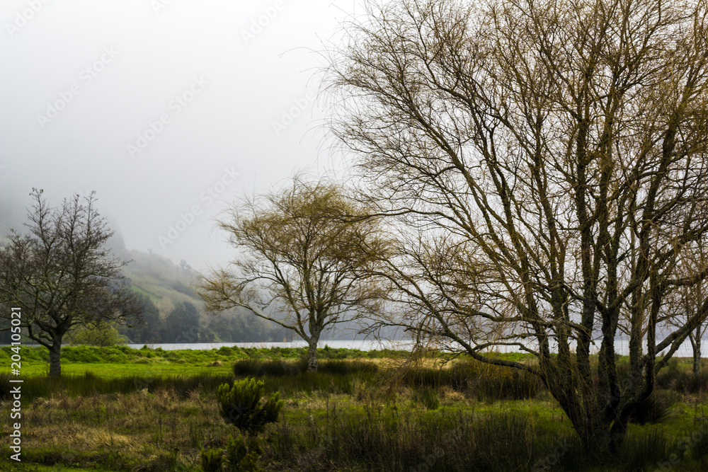 Beautiful trees on volcanic Lagoon landscape Beautiful trees on volcanic Lagoon landscape