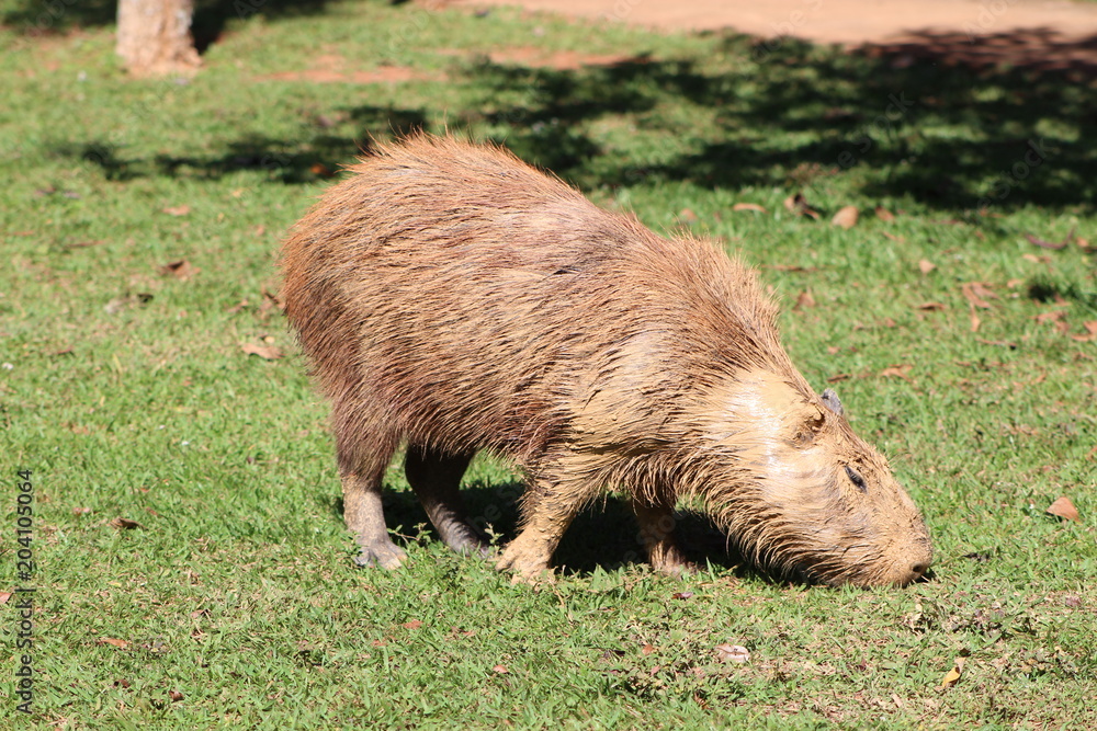 capivara brasil capivara brasil