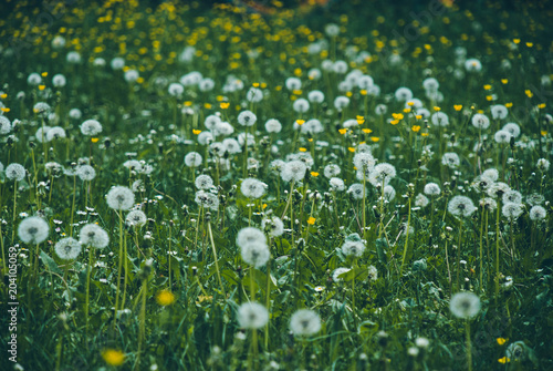 Meadow full of dandelion