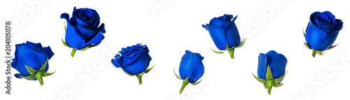 Set of seven beautiful blue rose flowerheads with sepals isolated on white background.