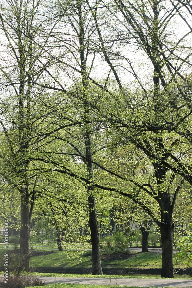 spring in central park