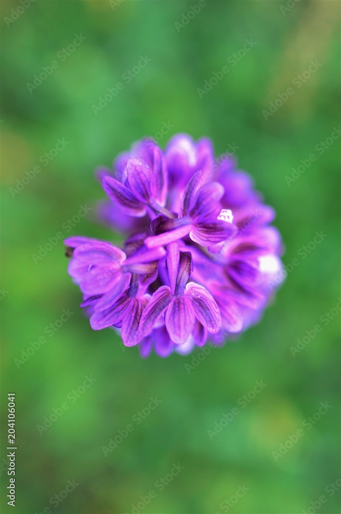 beautiful orchis on a blur background