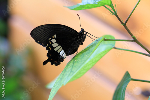 Парусник политес (Papilio polytes ) крупным планом