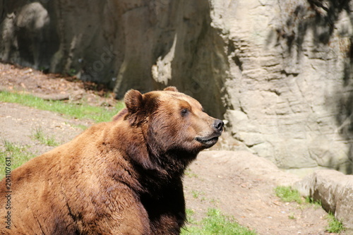 Brown bear is sitting in the Sun - Hagenbeck – Germany 