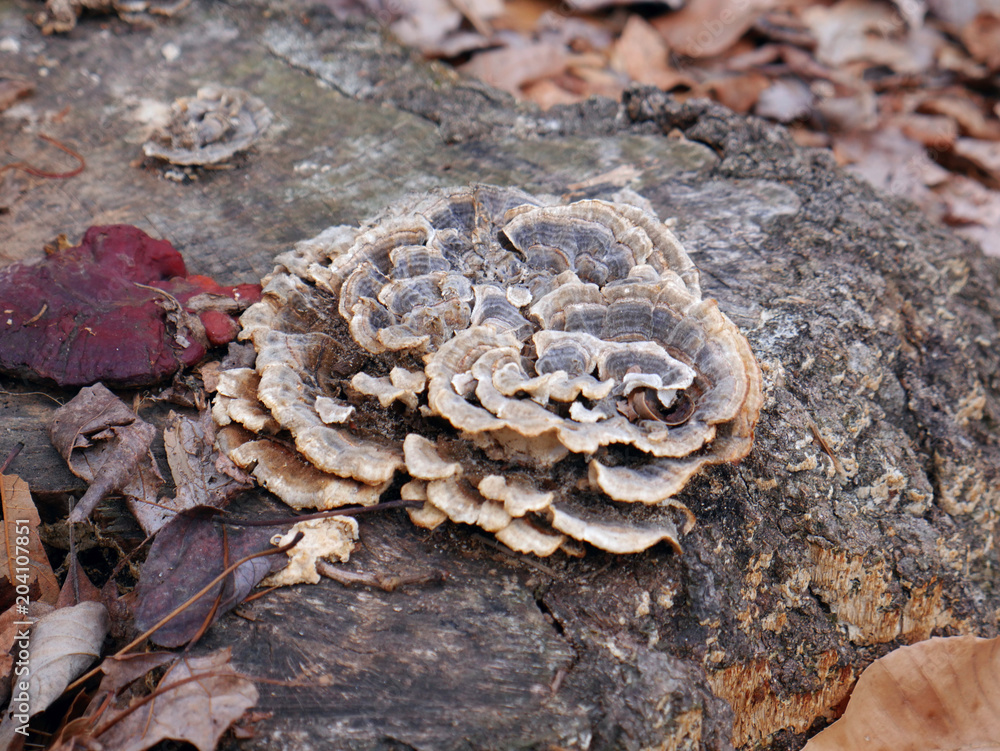 White and grey fungus growing on stump in the woods close-up