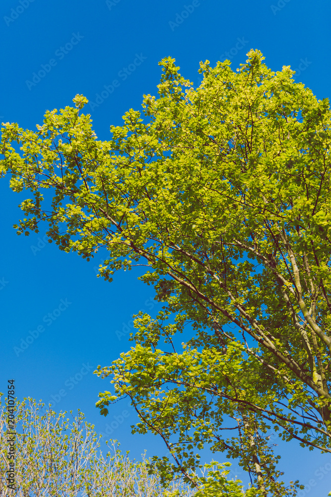 summery tree branches in city park summery tree branches in city park