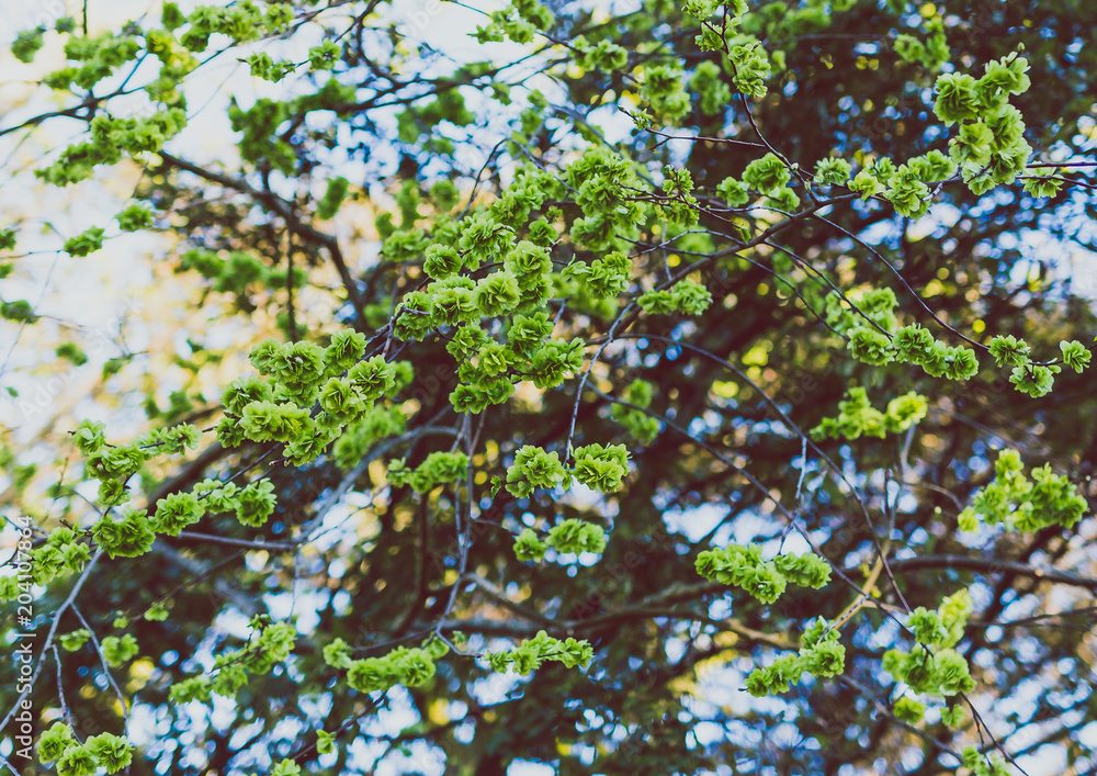 summery tree branches in city park summery tree branches in city park