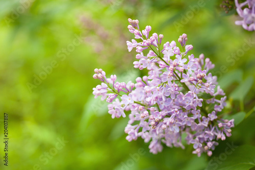 beautiful lilac flowers in garden © Olga Miltsova