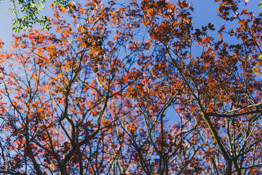 canadian maple with red leaves in city park canadian maple with red leaves in city park