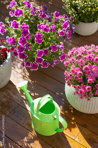 beautiful summer flowers in flowerpots in garden. chrysanthemum, petunia, watering can