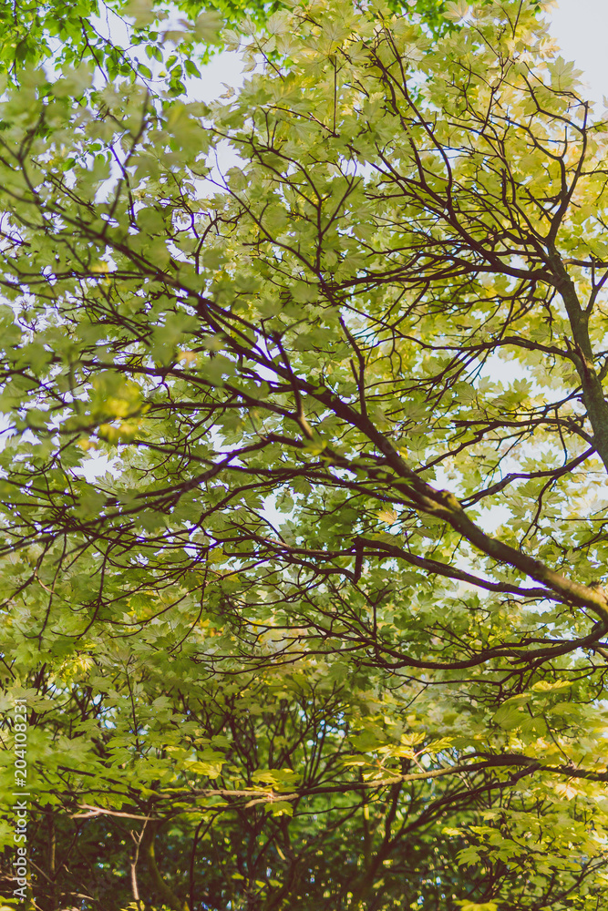branches of maple trees with pale green and yellow tone branches of maple trees with pale green and yellow tone