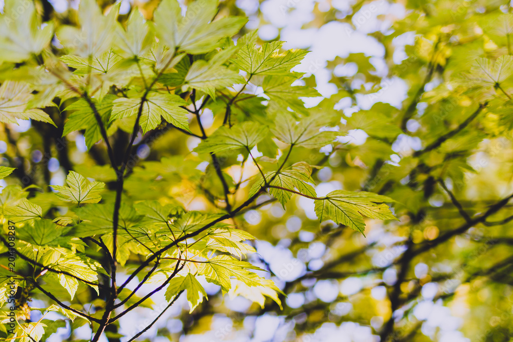 branches of maple trees with pale green and yellow tone branches of maple trees with pale green and yellow tone