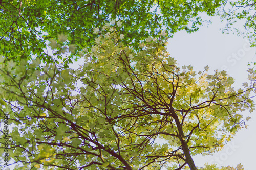 branches of maple trees with pale green and yellow tone