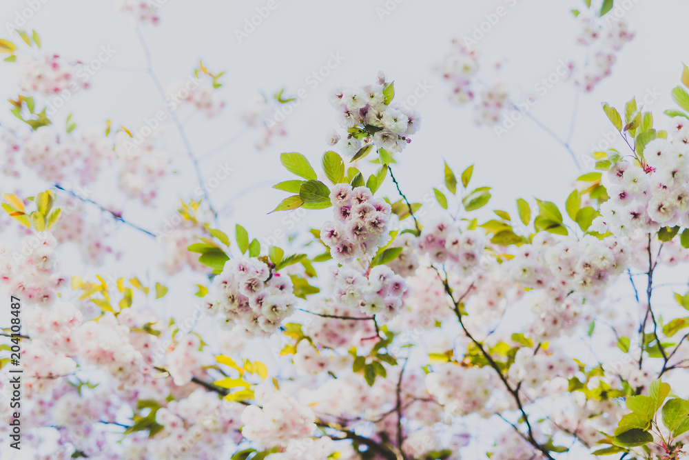pale pink prunus blossoms on tree branches in city park pale pink prunus blossoms on tree branches in city park