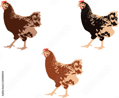 tre galline di diverso colore animali domestici famiglia uccelli