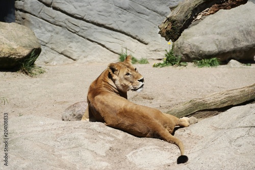 Fototapeta Naklejka Na Ścianę i Meble -  Curious Lions are watching for prey - Hagenbeck – Germany 