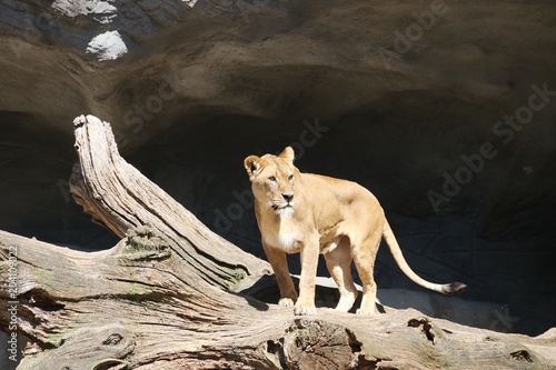 Fototapeta Naklejka Na Ścianę i Meble -  Curious Lions are watching for prey - Hagenbeck – Germany 