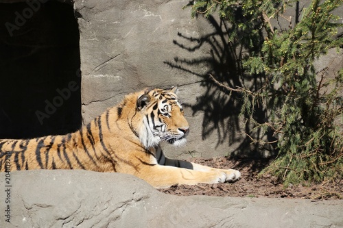 Fototapeta Naklejka Na Ścianę i Meble -  Tiger is lying in the Sun - Hagenbeck – Germany 