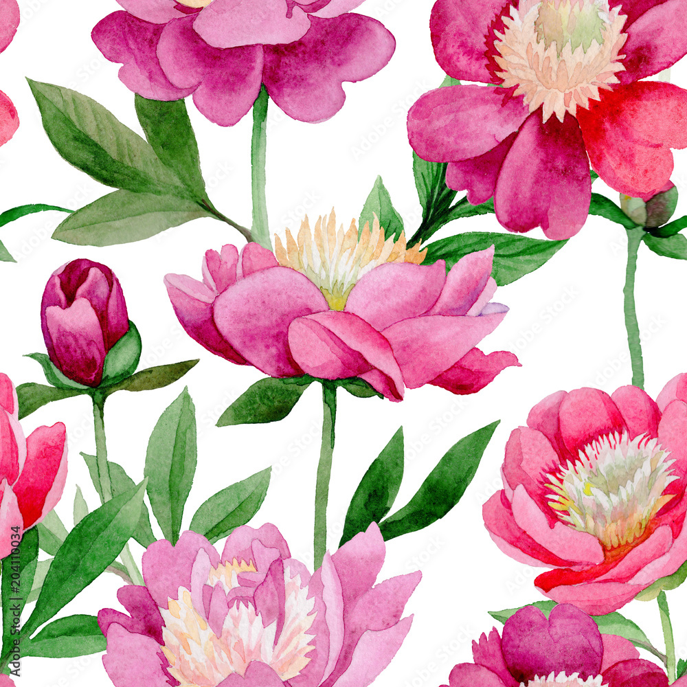 Pink peony. Floral botanical flower. Wild summer leaf wildflower pattern. Aquarelle wildflower for background, texture, wrapper pattern, frame or border. Pink peony. Floral botanical flower. Wild summer leaf wildflower pattern. Aquarelle wildflower for background, texture, wrapper pattern, frame or border.