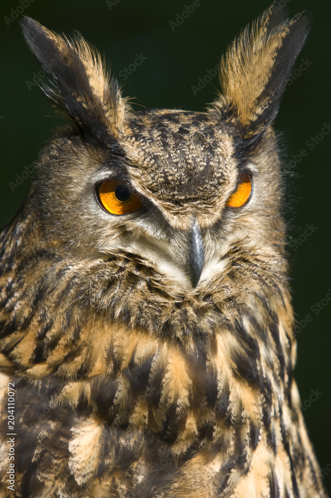 Fototapeta premium Portrait Eule