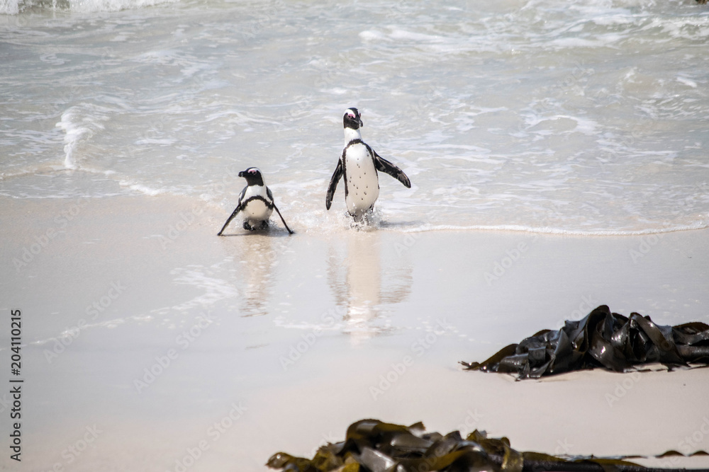 Fototapeta premium Pinguine Meer