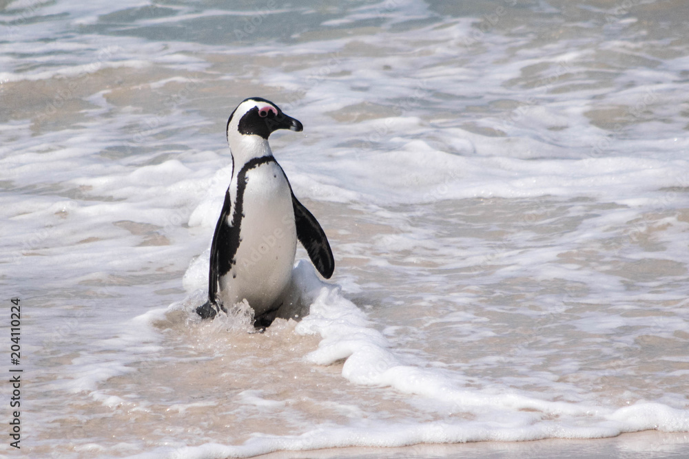 Fototapeta premium Pinguin am Strand