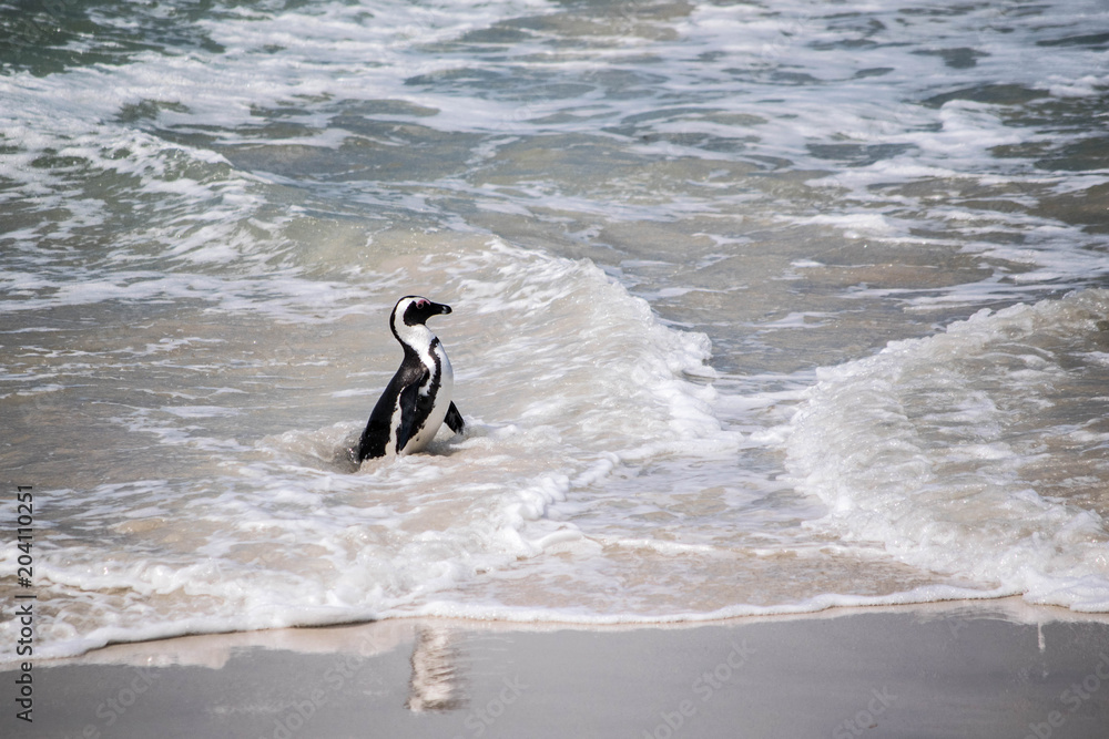 Pinguin im Meer