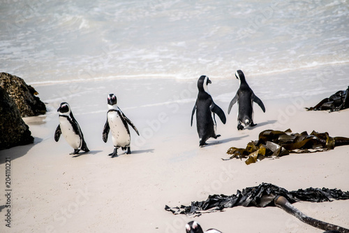 Pinguine Strandspaziergang photo