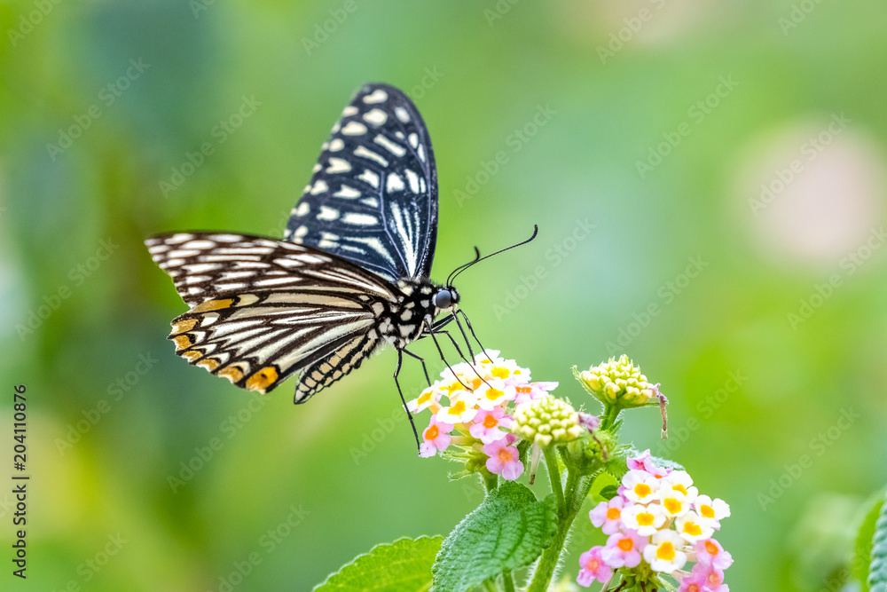 Common Mime (Chilasa clytia) perching on plant Common Mime (Chilasa clytia) perching on plant