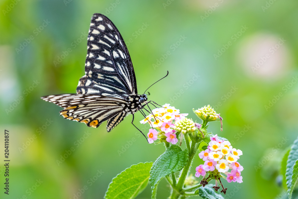 Common Mime (Chilasa clytia) perching on plant Common Mime (Chilasa clytia) perching on plant