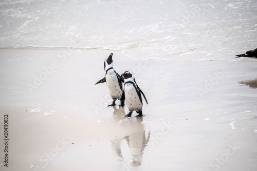 Pinguine